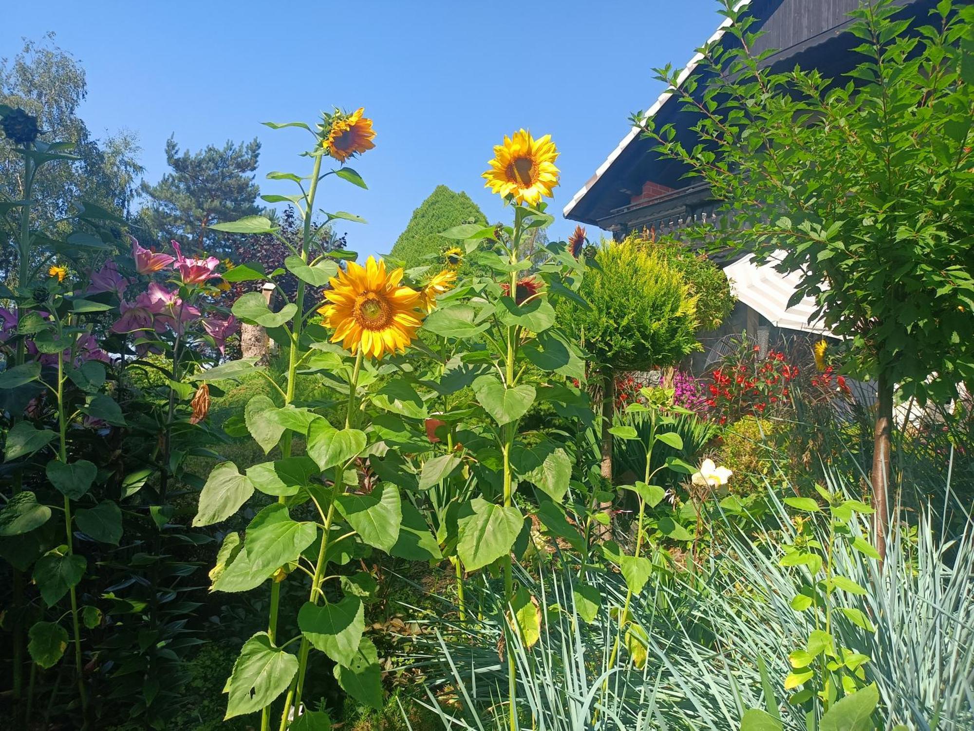Hortus Apartament Z Klimatyzacja 볼레스와비에츠 외부 사진